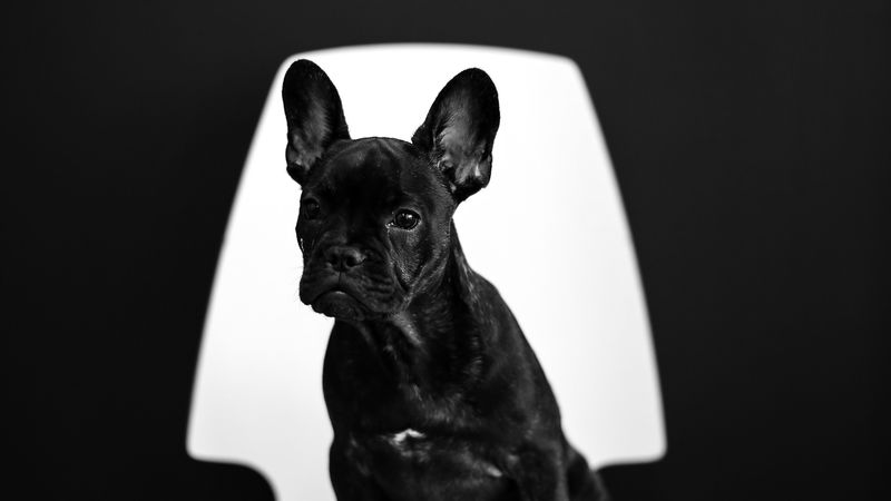 french bulldog, puppy, dog, black, pet, 4k