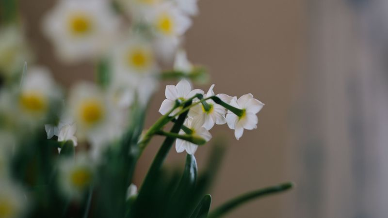 daffodils, flowers, white, plant, spring, 4k