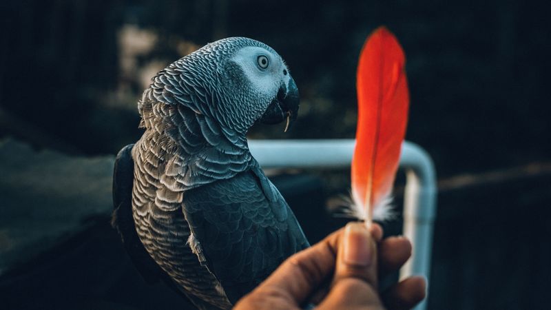 parrot, bird, feather, hand, 4k