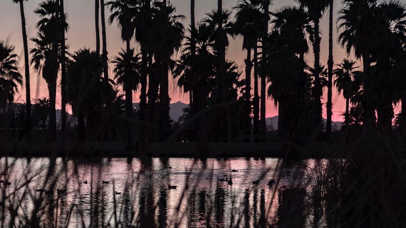 lake, palm trees, dark, dusk, landscape, 4k