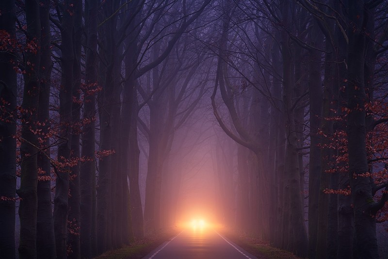 nature, road, trees, fog, weather, hd