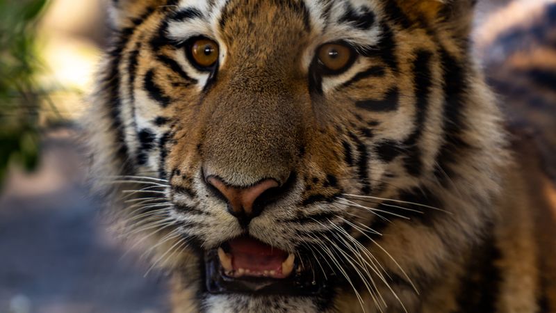 tiger, cub, view, big cat, wildlife, 4k