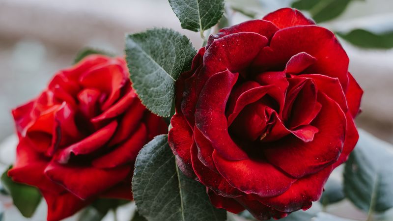 rose, flower, red, closeup, 4k