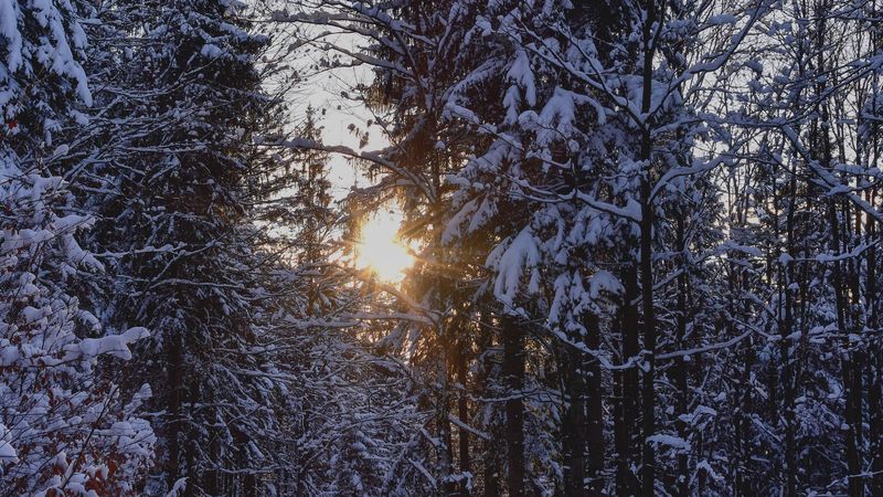 forest, sunset, winter, trees, snow, 4k