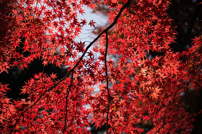 leaves, red, trees, nature, hd, 4k, 5k, tree
