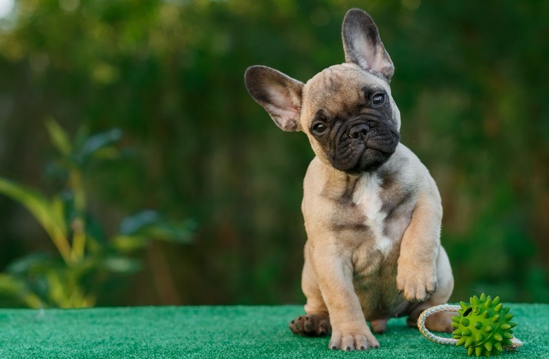 french bull dog, bull dog, dogs, animals, hd, 4k