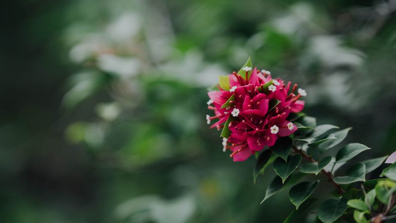 flowers, pink, branch, plant, 4k