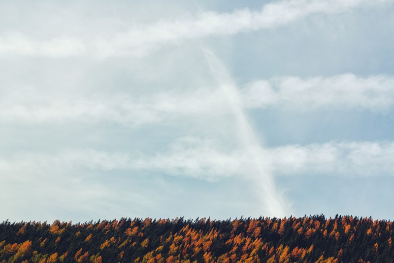 trees, nature, forest, hd, 4k, 5k, woods
