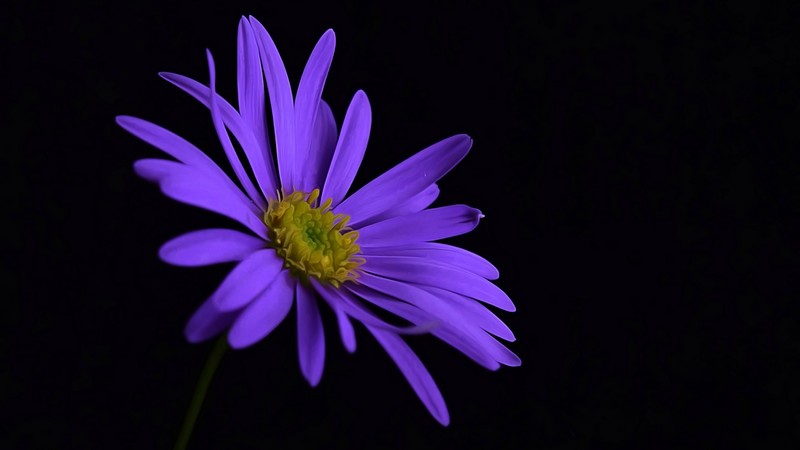 purple, flowers, blossom, hd