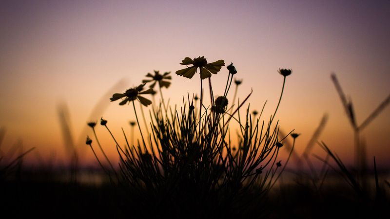 flowers, dark, dusk, plant, 4k