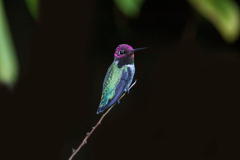 hummingbird, birds, 4k, hd