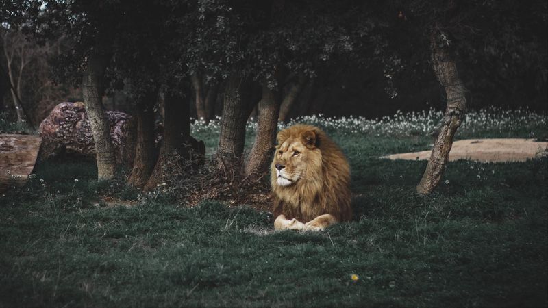 lion, mane, predator, big cat, wildlife, 4k