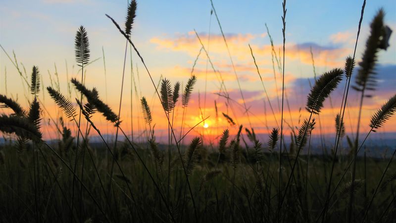 grass, field, sunset, nature, 4k