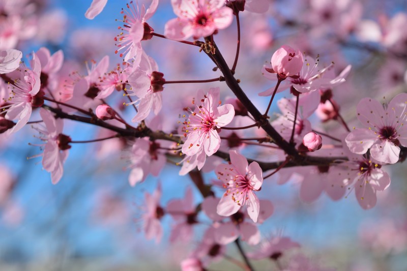 flowers, spring, hd, 4k, 5k, pink
