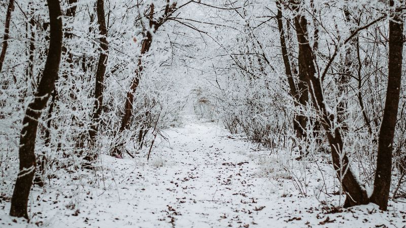 forest, snow, winter, path, trees, 4k