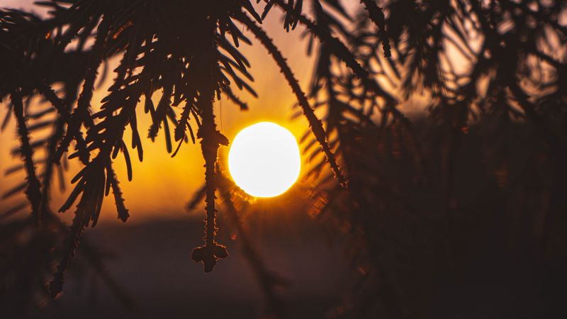 branches, sun, sunset, dark, 4k