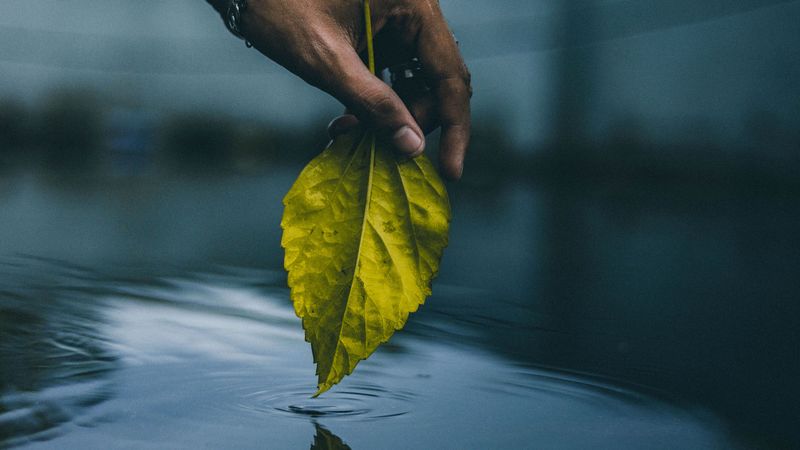 hand, leaf, water, touch, 4k