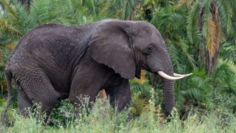 elephant, tusks, animal, grass, 4k