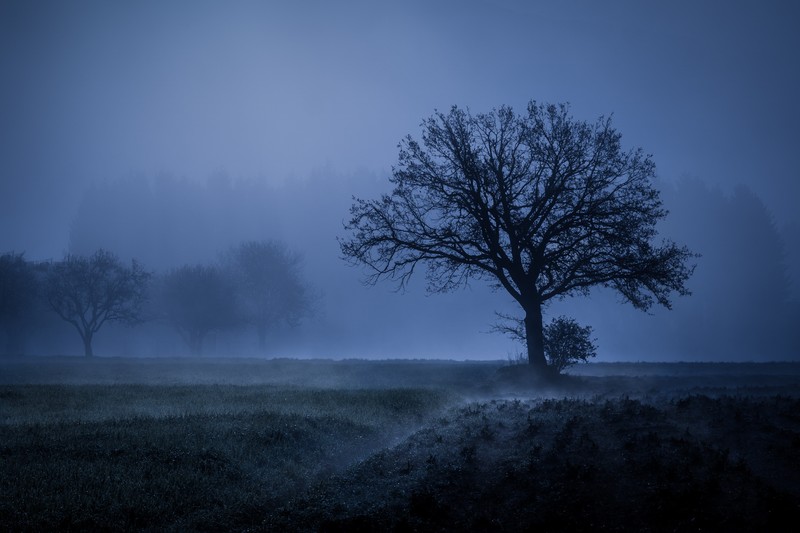 fog, trees, cold, weather, nature, hd, 4k, 5k, field