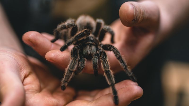 tarantula, spider, hands, 4k