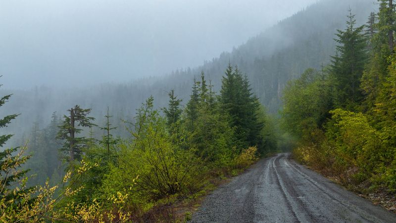 forest, road, trees, fog, 4k