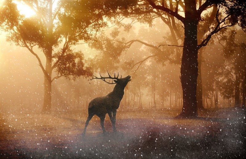 deer, nature, forest, hd, 4k