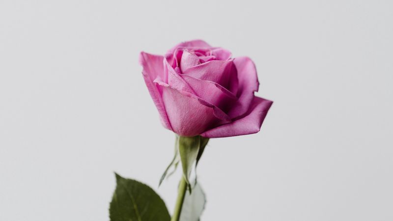 rose, flower, pink, minimalism, 4k