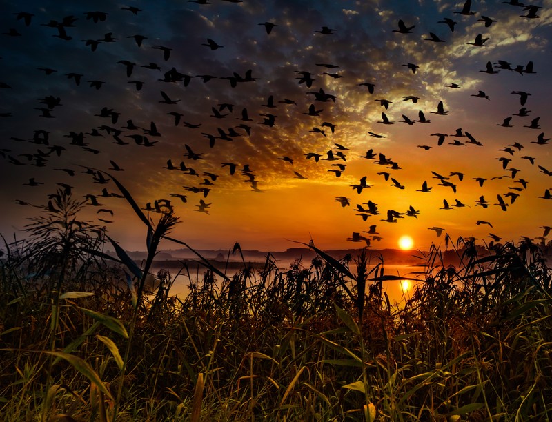 birds, flying, hd, dawn, sunset, 4k