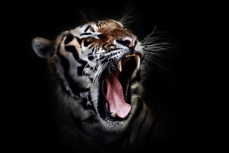 tiger, animals, hd