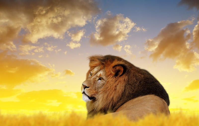 lion, animals, hd, 4k