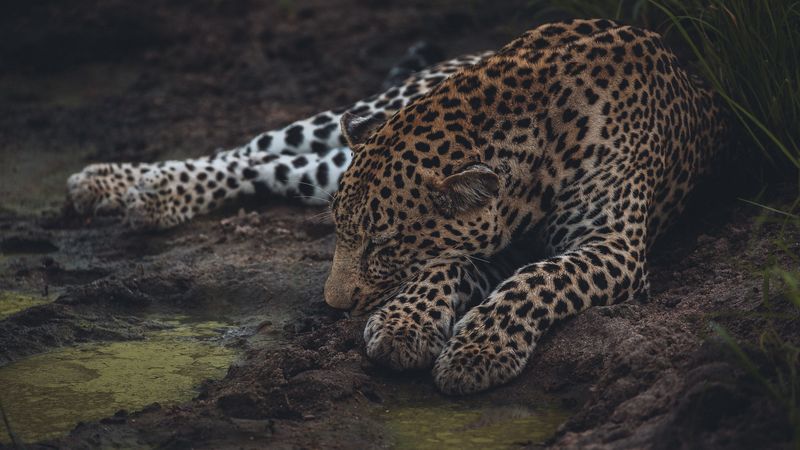 leopard, sleep, big cat, predator, wildlife, 4k