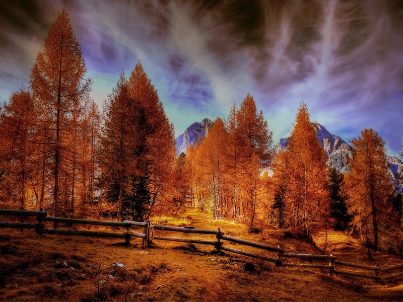 autumn, forest, trees, hd, nature, 4k