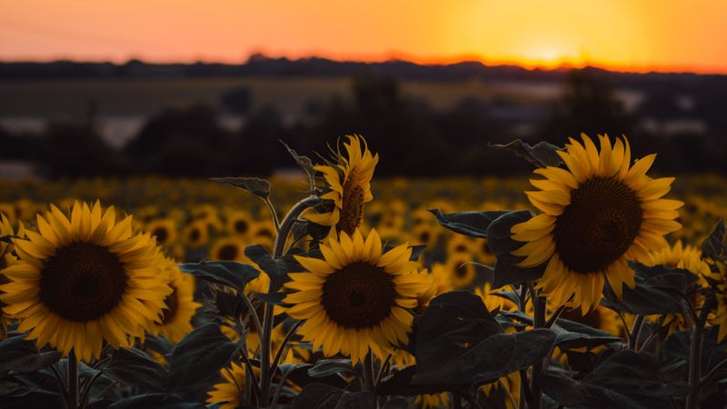 sunflowers, flowers, yellow, field, sunset, 4k