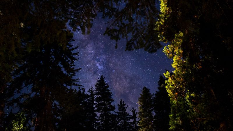 trees, sky, stars, night, dark, 4k