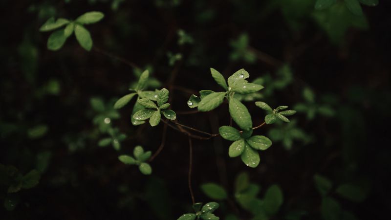 leaves, dew, macro, plant, bush, 4k