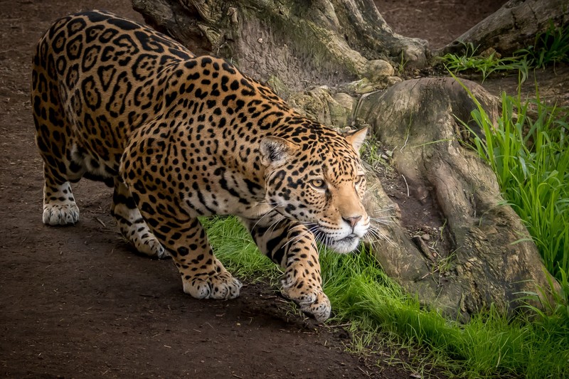 jaguar, animals, hd, predator