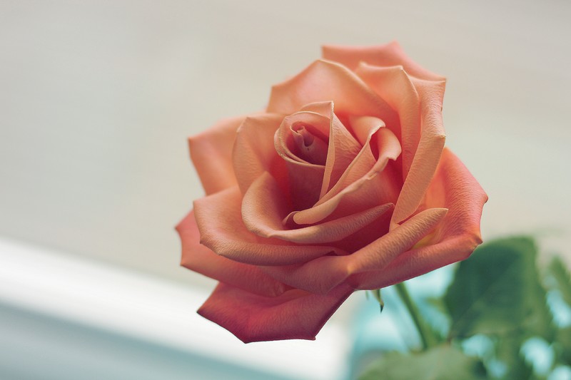 pink, rose, nature, hd, 4k, 5k