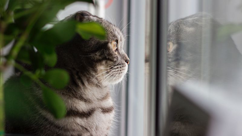 cat, gray, pet, glance, window, 4k
