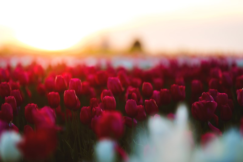 tulips, flowers, 4k, hd, field, 5k