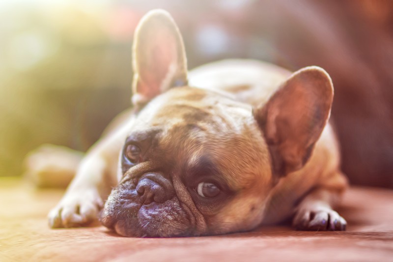 french bull dog, bull dog, animals, hd, 4k, 5k