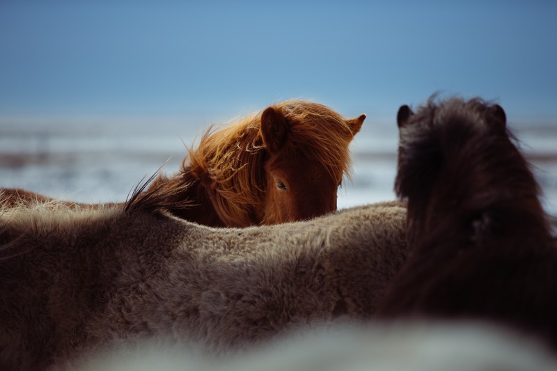 horses, horse, beach, animals, hd