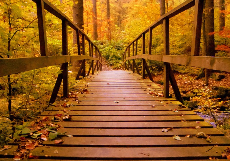 autumn, wood, wooden, bridge, forest, leaves, nature, hd