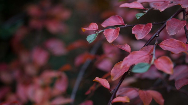 leaf, red, nature, hd
