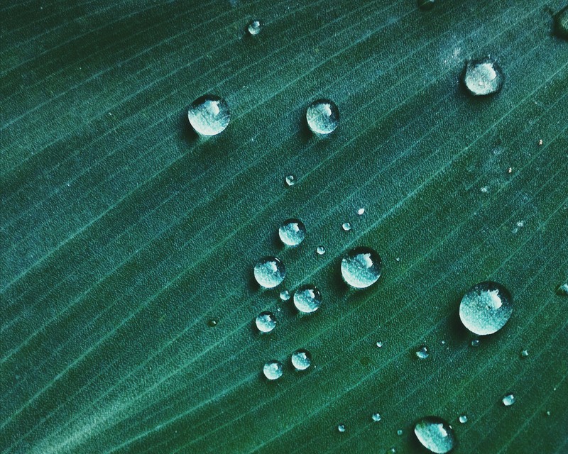 water, drop, green, nature, hd