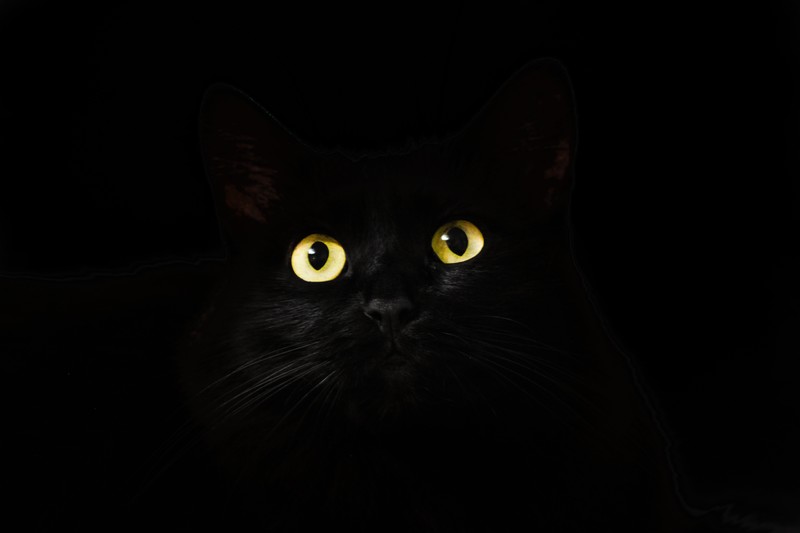 cat, animals, 4k, 5k, eyes, hd