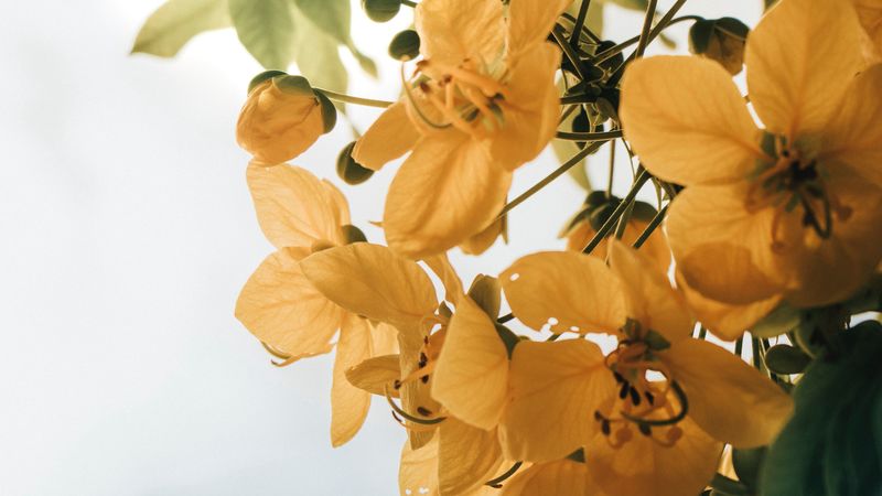 flowers, yellow, leaves, plant, 4k