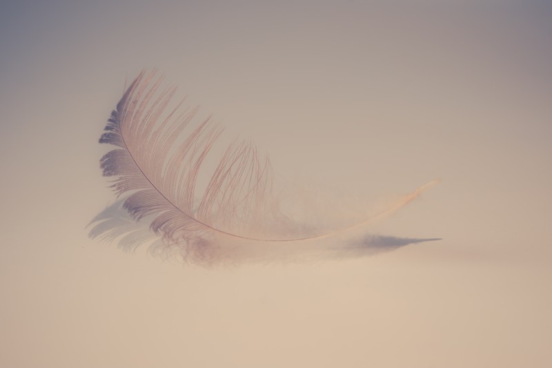feather, 4k, 5k, hd