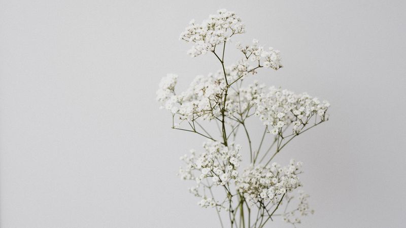 flowers, white, macro, minimalism, 4k