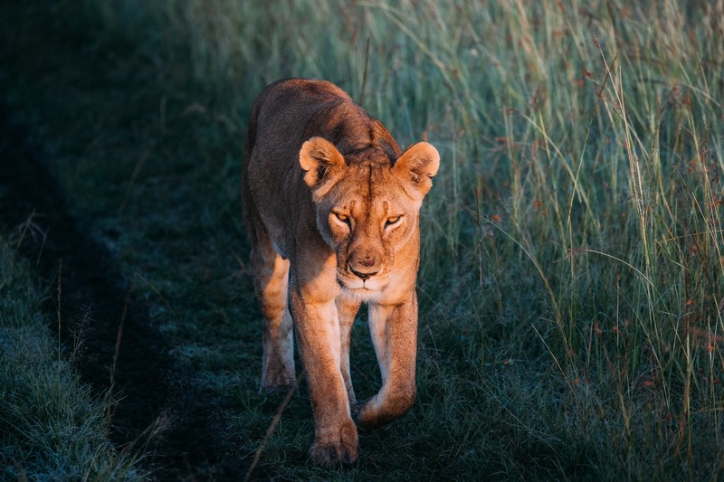 lion, walking, animals, hd, predator