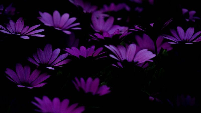 flowers, purple, dark, 4k